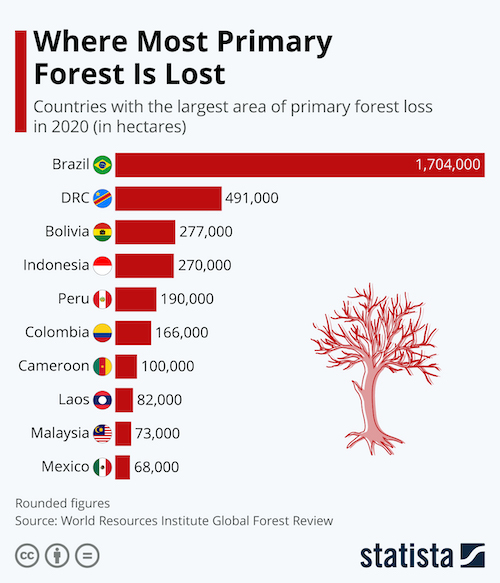Where Most Primary Forest Is Lost