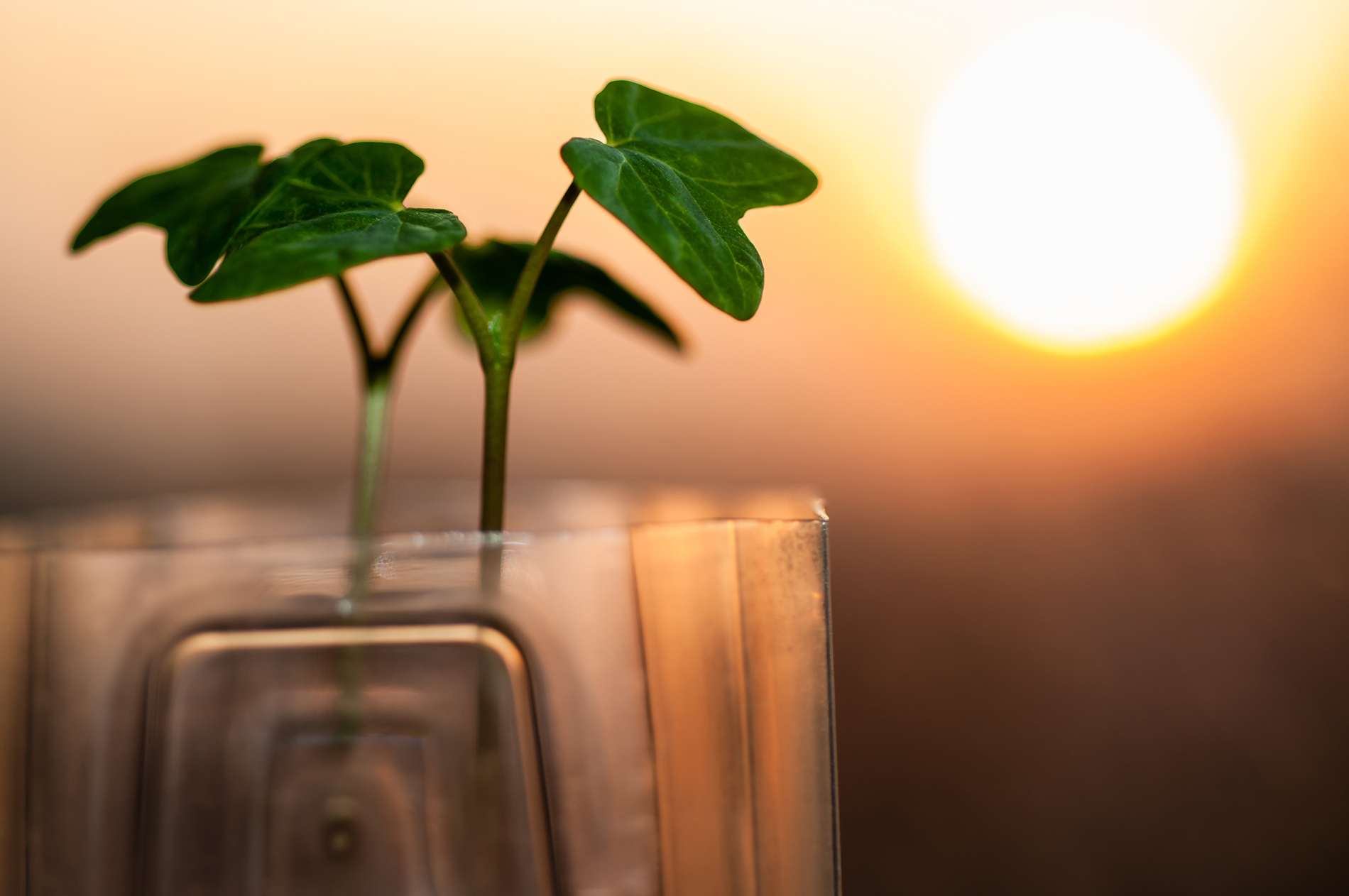 Small green plant sprouting from a bioplastic container at sunrise, symbolizing sustainable alternatives to traditional plastics.